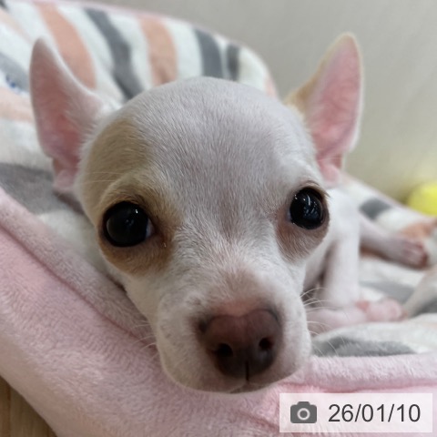 神奈川県のチワワ(ロング) (ペッツワン 横須賀久里浜店/2025年9月25日生まれ/男の子/ホワイトクリーム)の子犬の4枚目の画像