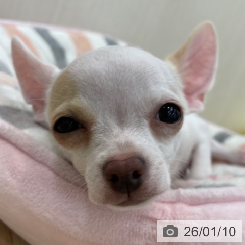 神奈川県のチワワ(ロング) (ペッツワン 横須賀久里浜店/2025年9月25日生まれ/男の子/ホワイトクリーム)の子犬の3枚目の画像