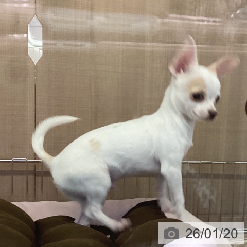 神奈川県のチワワ(ロング) (ペッツワン 横須賀久里浜店/2025年9月25日生まれ/男の子/ホワイトクリーム)の子犬の3枚目の画像