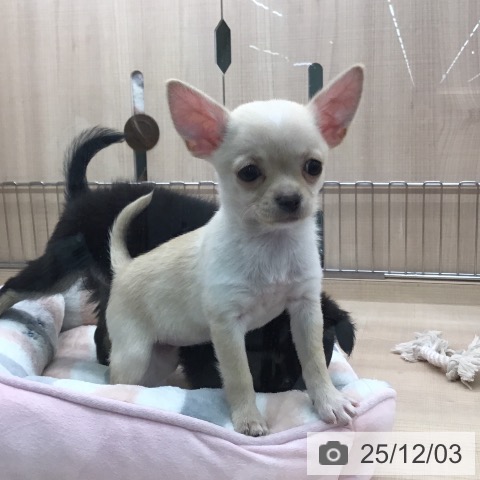 東京都のチワワ(ロング) (ペッツワン 南砂町SUNAMO店/2025年9月25日生まれ/女の子/クリームホワイト)の子犬の4枚目の画像