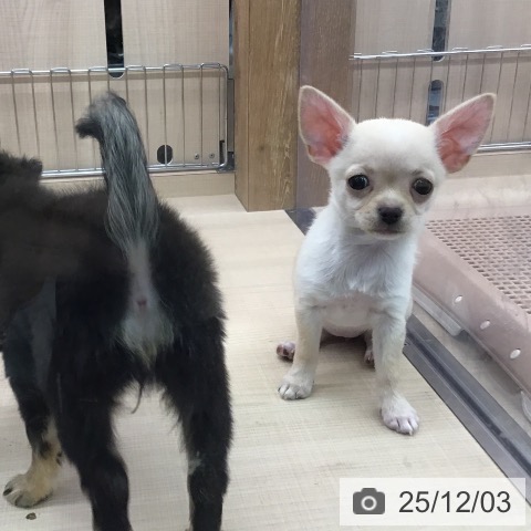 東京都のチワワ(ロング) (ペッツワン 南砂町SUNAMO店/2025年9月25日生まれ/女の子/クリームホワイト)の子犬の3枚目の画像