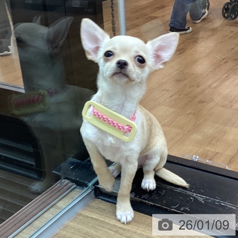 東京都のチワワ(ロング) (ペッツワン 青梅インター店/2025年9月25日生まれ/女の子/クリームホワイト)の子犬の4枚目の画像