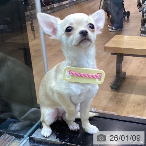 東京都のチワワ(ロング) (ペッツワン 青梅インター店/2025年9月25日生まれ/女の子/クリームホワイト)の子犬の3枚目の画像