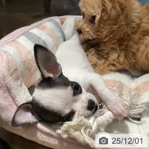 埼玉県のチワワ(ロング) (ペットプラス イオンモール春日部店/2025年9月26日生まれ/男の子/ホワイトブラックタン)の子犬の4枚目の画像