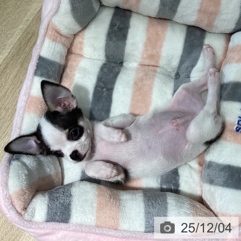 埼玉県のチワワ(ロング) (ペットプラス イオンモール春日部店/2025年9月26日生まれ/男の子/ホワイトブラックタン)の子犬の3枚目の画像