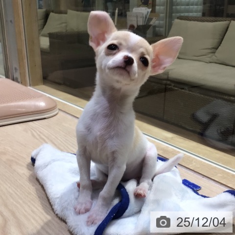 神奈川県のチワワ(ロング) (ペットプラス 川崎ルフロン店/2025年9月26日生まれ/女の子/ホワイトクリーム)の子犬の4枚目の画像