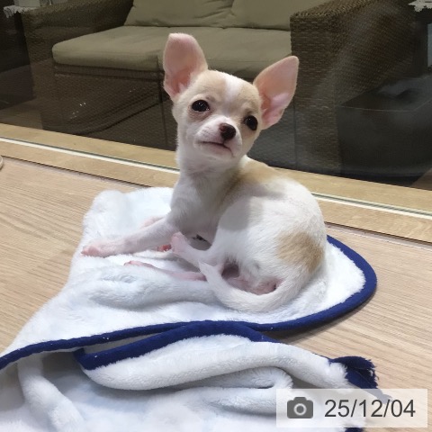 神奈川県のチワワ(ロング) (ペットプラス 川崎ルフロン店/2025年9月26日生まれ/女の子/ホワイトクリーム)の子犬の3枚目の画像