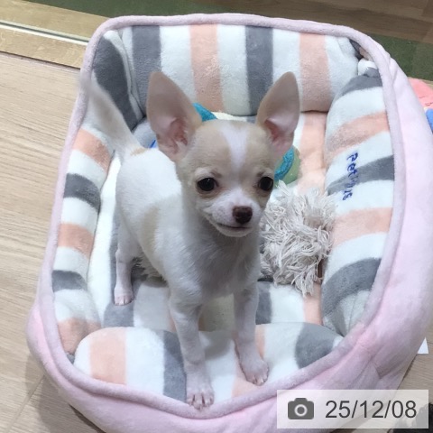 神奈川県のチワワ(ロング) (ペットプラス 川崎ルフロン店/2025年9月26日生まれ/女の子/ホワイトクリーム)の子犬の3枚目の画像