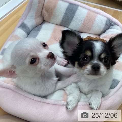 長野県のチワワ(ロング) (ペットプラス 松本店/2025年9月26日生まれ/女の子/ホワイトクリーム)の子犬の4枚目の画像