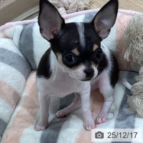 神奈川県のチワワ(ロング) (ペットプラス ゆめが丘ソラトス店/2025年9月26日生まれ/女の子/ホワイトブラックタン)の子犬の4枚目の画像