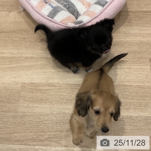 群馬県のチワワ(ロング) (ペットプラス イオンモール太田店/2025年9月26日生まれ/男の子/ブラックタンホワイト)の子犬の4枚目の画像