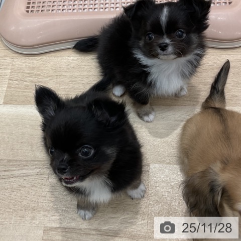 群馬県のチワワ(ロング) (ペットプラス イオンモール太田店/2025年9月26日生まれ/男の子/ブラックタンホワイト)の子犬の3枚目の画像