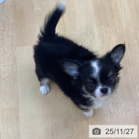 チワワの写真