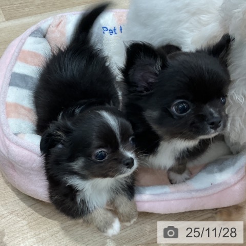 群馬県のチワワ(ロング) (ペットプラス イオンモール太田店/2025年9月26日生まれ/女の子/ブラックタンホワイト)の子犬の4枚目の画像