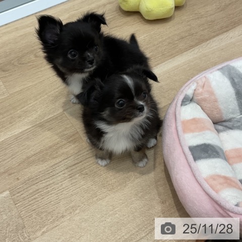 群馬県のチワワ(ロング) (ペットプラス イオンモール太田店/2025年9月26日生まれ/女の子/ブラックタンホワイト)の子犬の3枚目の画像