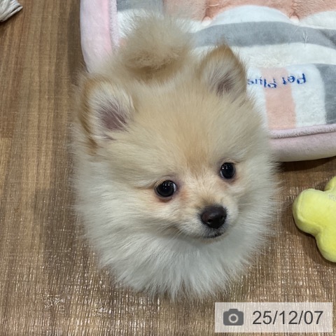 埼玉県のポメラニアン (ペッツワン 新座店/2025年9月24日生まれ/女の子/クリーム)の子犬の3枚目の画像