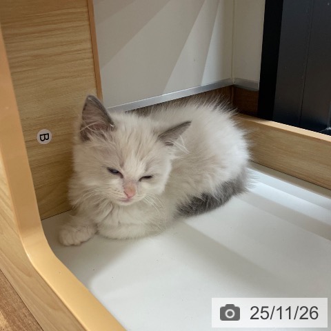 ラグドールの写真