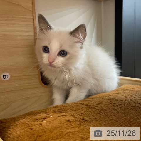 ラグドールの写真