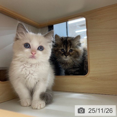 ラグドールの写真