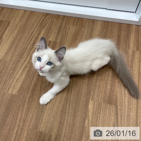 茨城県のラグドール (ペッツワン つくば店/2025年9月18日生まれ/男の子/ブルーポイントバイカラー)の子猫の4枚目の画像