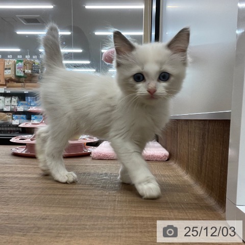 茨城県のラグドール (ペッツワン つくば店/2025年9月18日生まれ/男の子/ブルーポイントバイカラー)の子猫の3枚目の画像