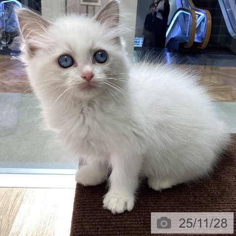 東京都のラグドール (ペットプラス 立川高島屋S.C.店/2025年9月18日生まれ/女の子/ブルーポイントバイカラー)の子猫の4枚目の画像