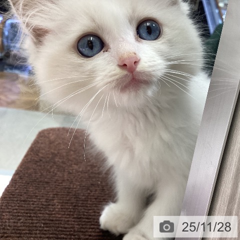 東京都のラグドール (ペットプラス 立川高島屋S.C.店/2025年9月18日生まれ/女の子/ブルーポイントバイカラー)の子猫の3枚目の画像