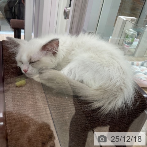 東京都のラグドール (ペットプラス 立川高島屋S.C.店/2025年9月18日生まれ/女の子/ブルーポイントバイカラー)の子猫の4枚目の画像