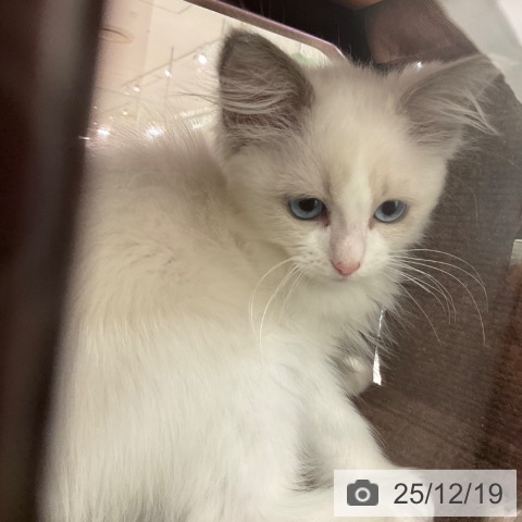 東京都のラグドール (ペットプラス 立川高島屋S.C.店/2025年9月18日生まれ/女の子/ブルーポイントバイカラー)の子猫の3枚目の画像