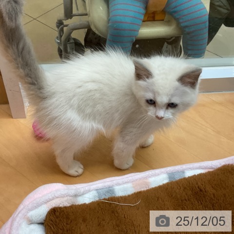 千葉県のラグドール (ペットプラス 八千代緑が丘店/2025年9月22日生まれ/女の子/ブルーポイントバイカラー)の子猫の4枚目の画像
