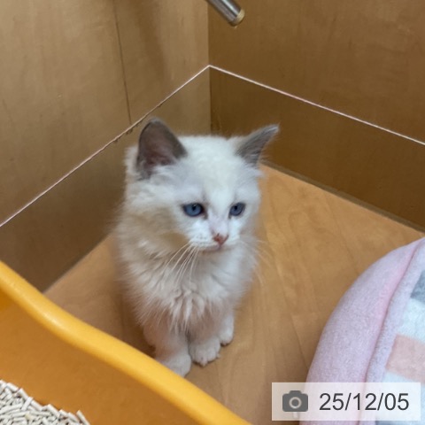 千葉県のラグドール (ペットプラス 八千代緑が丘店/2025年9月22日生まれ/女の子/ブルーポイントバイカラー)の子猫の3枚目の画像