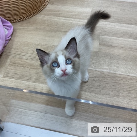 ラグドールの写真