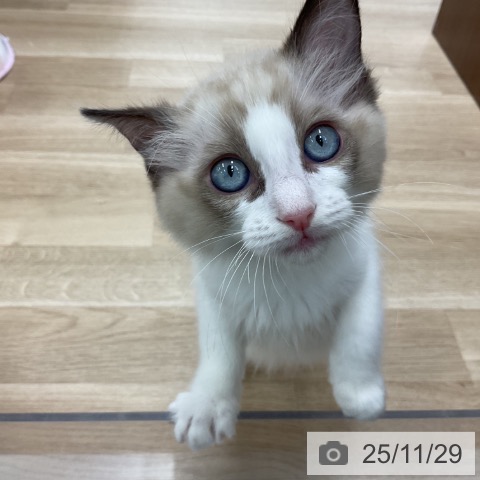 ラグドールの写真