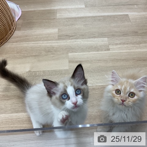 ラグドールの写真