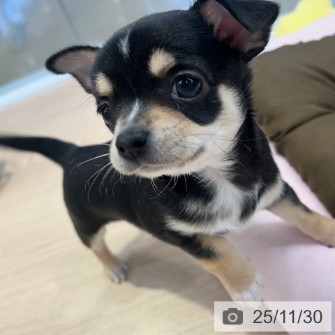 東京都のチワワ(ロング) (ペットプラス 多摩平の森店/2025年9月27日生まれ/女の子/ブラックタンホワイト)の子犬の4枚目の画像