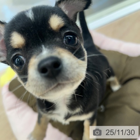 東京都のチワワ(ロング) (ペットプラス 多摩平の森店/2025年9月27日生まれ/女の子/ブラックタンホワイト)の子犬の3枚目の画像