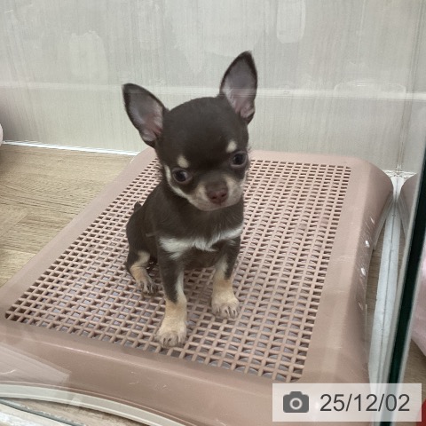 東京都のチワワ(ロング) (ペットプラス 東久留米店/2025年9月27日生まれ/女の子/チョコレートタンホワイト)の子犬の3枚目の画像