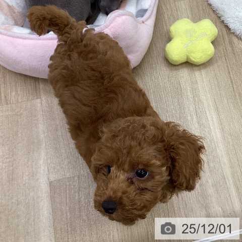 福島県のトイプードル(トイ) (ペットプラス 福島店/2025年9月27日生まれ/女の子/レッド)の子犬の4枚目の画像
