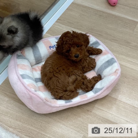 福島県のトイプードル(トイ) (ペットプラス 福島店/2025年9月27日生まれ/女の子/レッド)の子犬の3枚目の画像