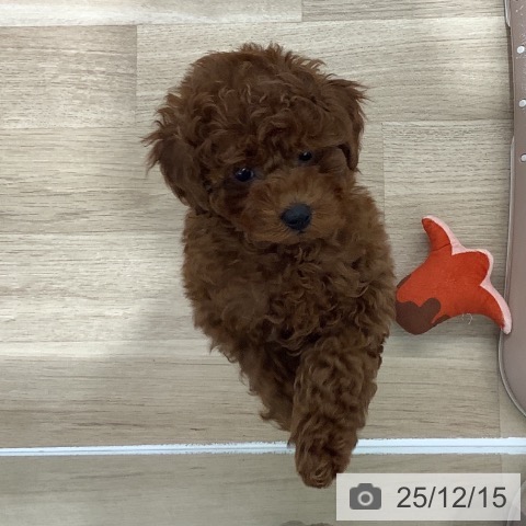 千葉県のトイプードル(トイ) (ペットプラス 船橋店/2025年9月27日生まれ/女の子/レッド)の子犬の4枚目の画像