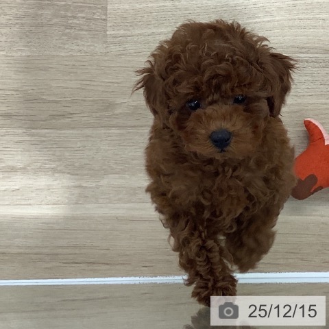 千葉県のトイプードル(トイ) (ペットプラス 船橋店/2025年9月27日生まれ/女の子/レッド)の子犬の3枚目の画像