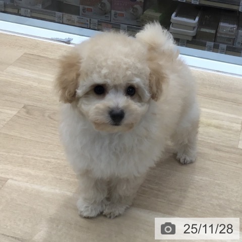 トイ・プードルの写真