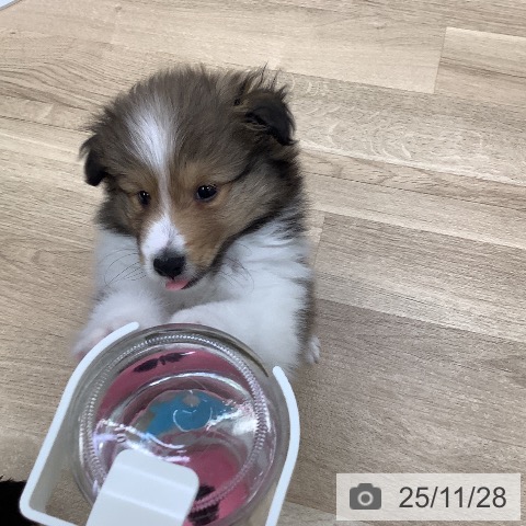 東京都のシェットランドシープドッグ (ペットプラス 日の出店/2025年9月27日生まれ/男の子/セーブルホワイト)の子犬の4枚目の画像