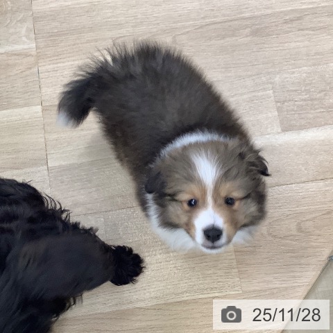 東京都のシェットランドシープドッグ (ペットプラス 日の出店/2025年9月27日生まれ/男の子/セーブルホワイト)の子犬の3枚目の画像