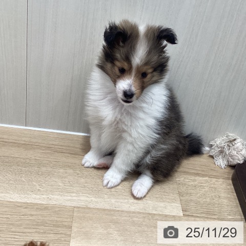 宮城県のシェットランドシープドッグ (ペットプラス 名取店/2025年9月27日生まれ/女の子/セーブルホワイト)の子犬の4枚目の画像