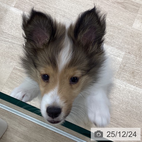 宮城県のシェットランドシープドッグ (ペットプラス 名取店/2025年9月27日生まれ/女の子/セーブルホワイト)の子犬の4枚目の画像