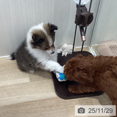 宮城県のシェットランドシープドッグ (ペットプラス 名取店/2025年9月27日生まれ/女の子/セーブルホワイト)の子犬の3枚目の画像