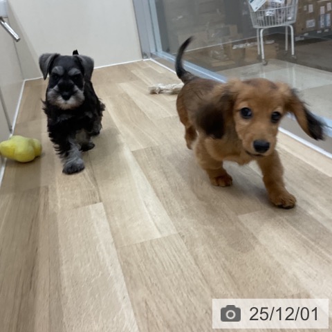 ミニチュア・シュナウザーの写真