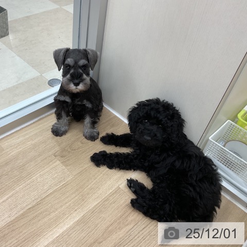 ミニチュア・シュナウザーの写真