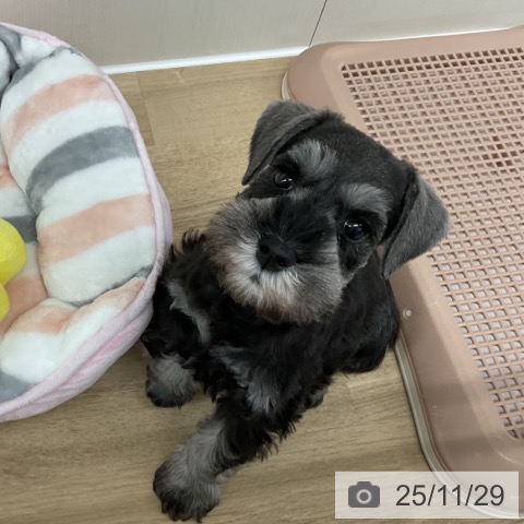 ミニチュア・シュナウザーの写真